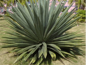 北方绿化用耐阴植物