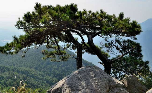 人们常在亲人坟上栽柏树,为何西汉时天子陵墓前不种柏树?