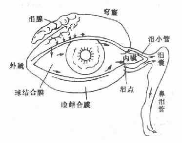 穹窿結膜在哪個位置_360問答