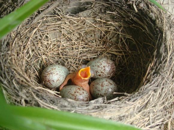 棕头鸦雀鸟蛋图片