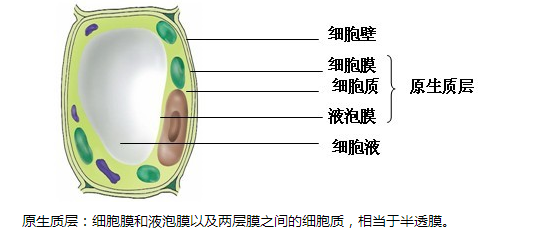 质壁分离分析图图片