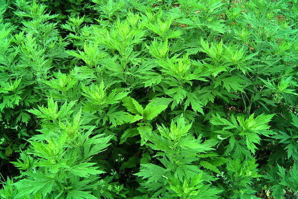 艾叶长什么样子图片