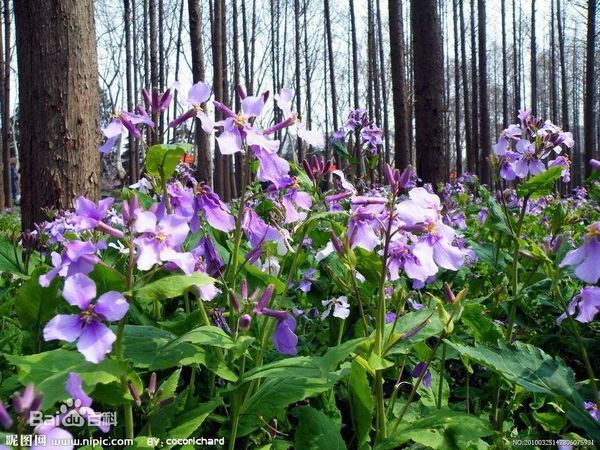 四叶瓣的紫花,四月份开,是什么花,叶子锯齿状