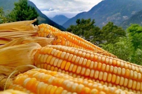 锌什么价格走势