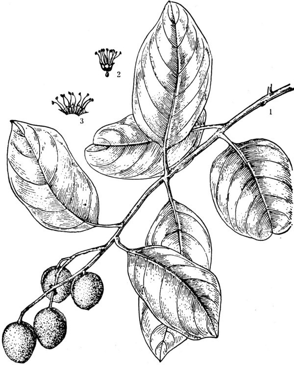 别名诃黎勒,西青果,骂来(傣语).为使君子科落叶乔木.