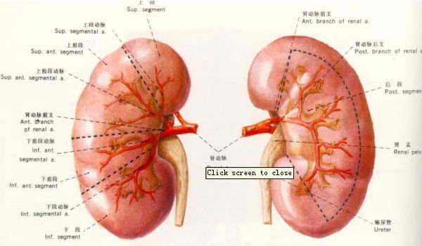 肾脏图片 解剖图真实图片