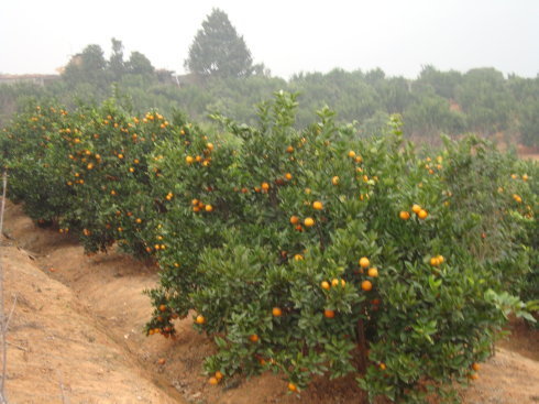 桂林是否适合种植血橙