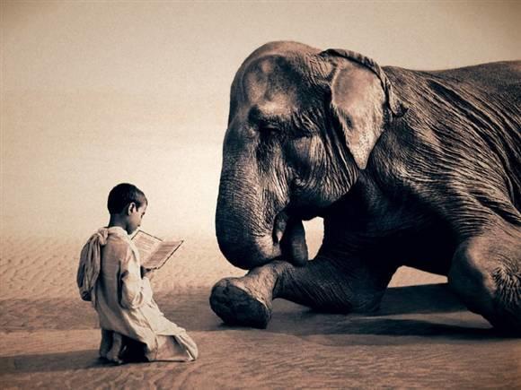 谁能告诉我这张图片 这个男孩 这头大象的来龙去脉