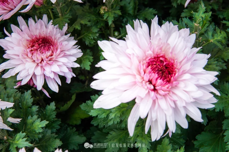 千年帝都龙亭赏菊 专题 东方时间网