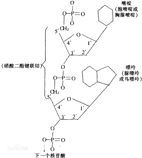 核苷酸分子式结构简图图片