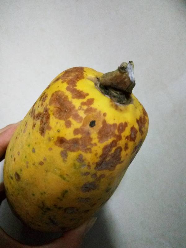 这分别是三个木瓜,是不是都坏了呢?