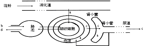 下面是人體消化,呼吸,泌尿,循環系統生理活動示意圖,請據圖回答以下