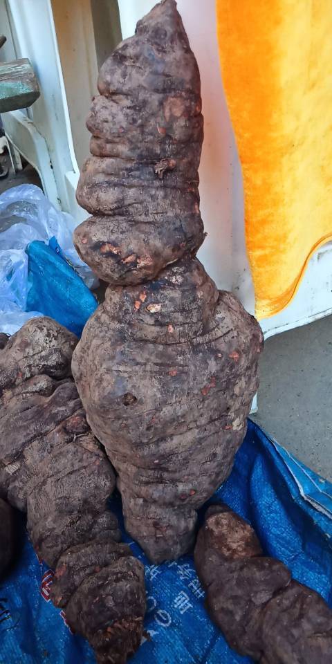 今天在市场上买了一个十斤左右的何首乌,值多少钱?