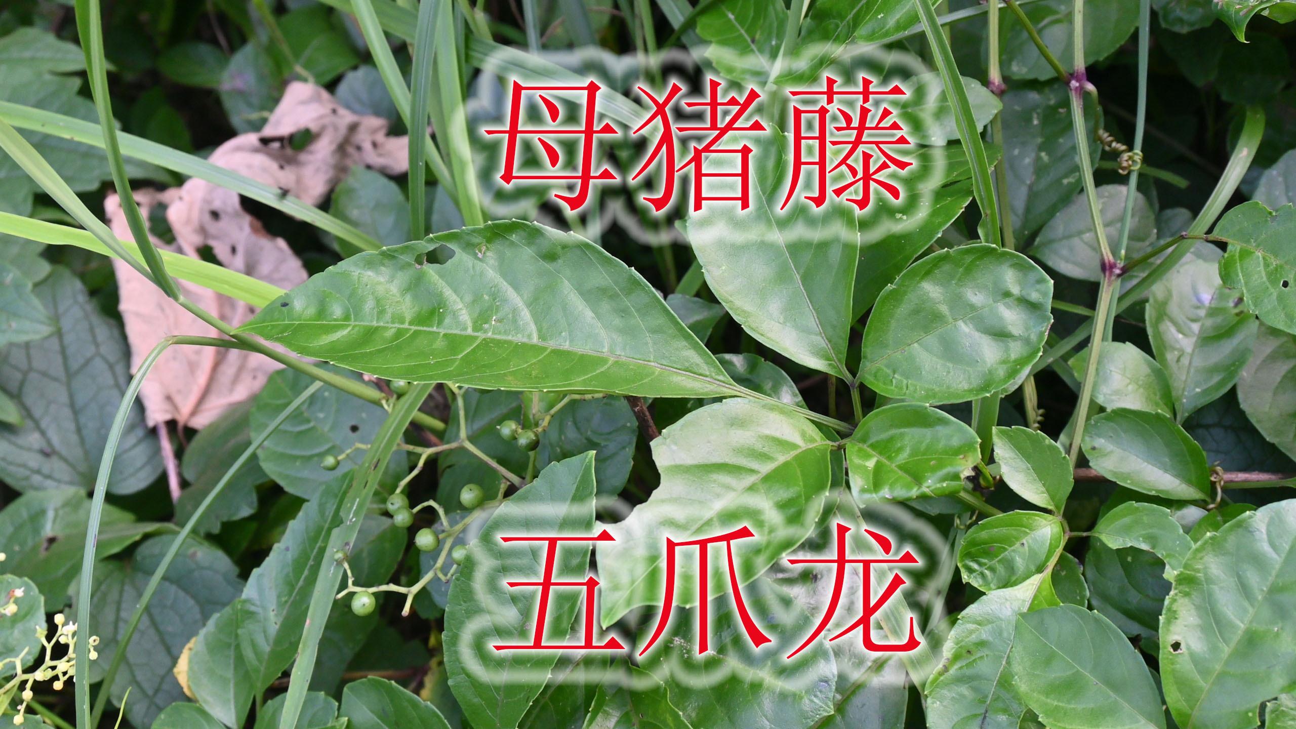 [图]蛇药植物“乌蔹莓”,农村俗称“五爪龙”,是普通的中草药