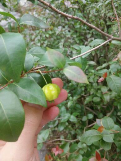 灌木,新叶呈棕红色,果实灯笼状,成熟后是黄色红色果.