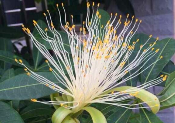 发财树的花语是什么,发财树的花语和传说/寓意着发财