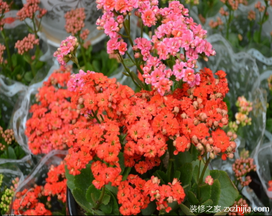 长寿花怎么养 长寿花的养殖方法