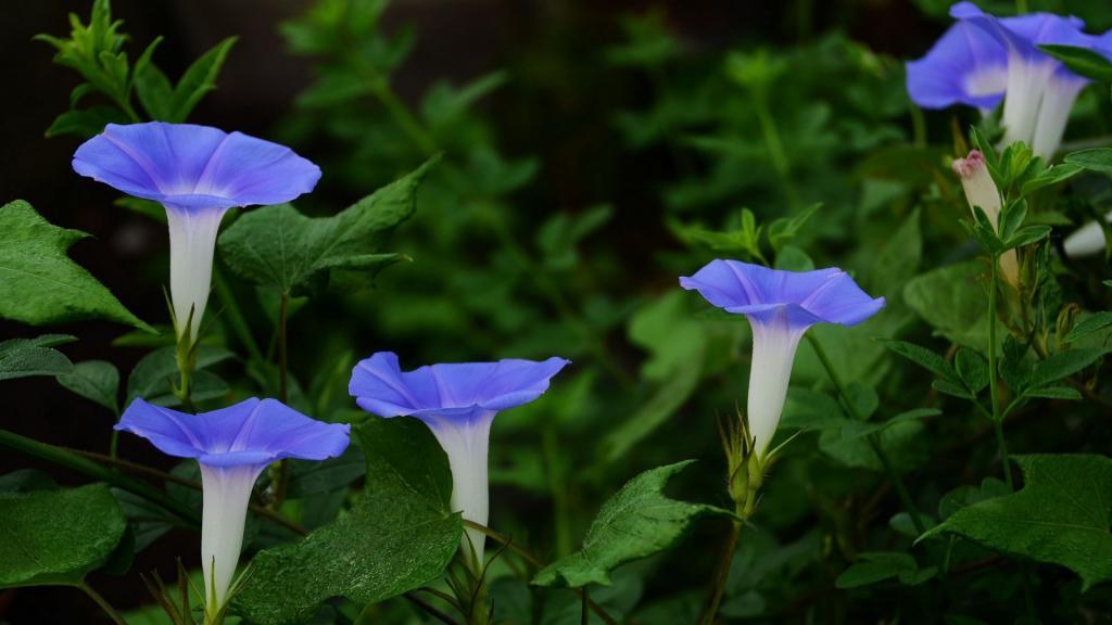 喇叭花(牵牛花)图片[图10]