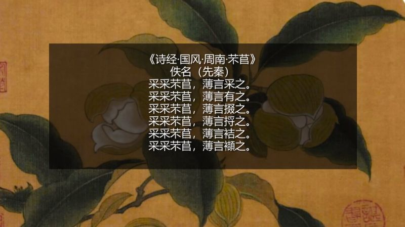 [图]少儿文言文先秦《诗经·国风·周南·芣苢》:采采芣苢 薄言采之