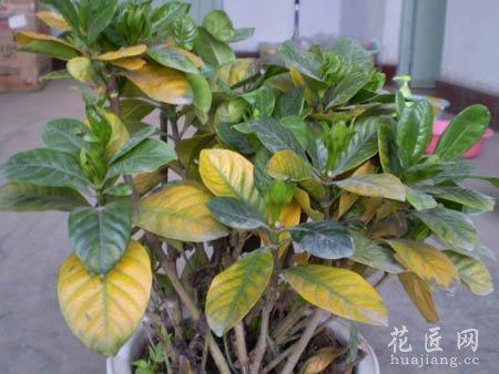 苗木根部积水和干旱导致叶子萎蔫怎么区别