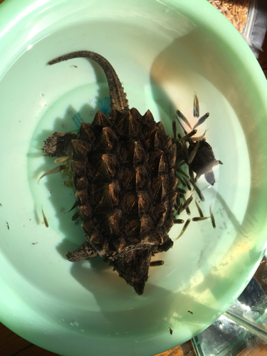 刚入手的大鳄龟14cm 静养5天不开食 光拉便便