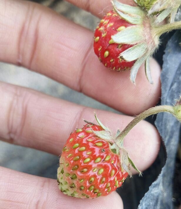 草莓僵果有办法治吗?
