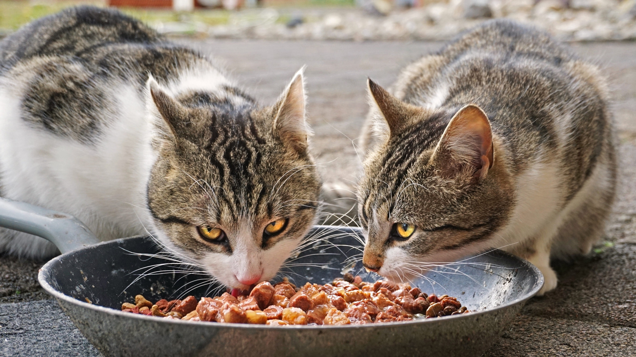 小猫吃东西的图片[图11]