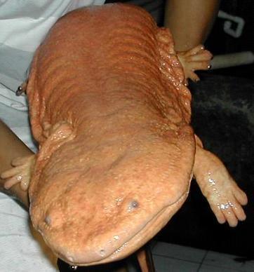 物体重64千克珍稀两栖称目前世界1988 娃娃鱼呈棕楬色5~6公斤孵化