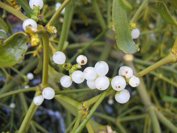 有一种植物寄生在枫杨树上,有人说是药材,但不知何名,它的叶子很柔软