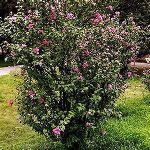 什么是土槿树叶,是什么样子的,求图片