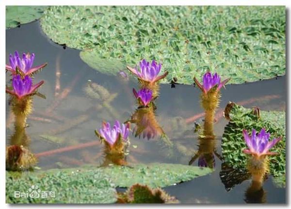 炒鸡头杆子是什么菜 有图片吗
