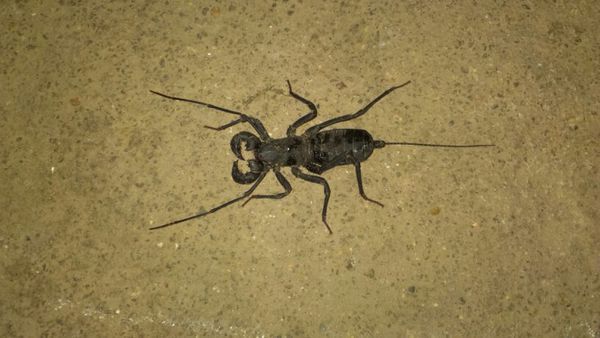 这是什么虫子?看上去像蝎子