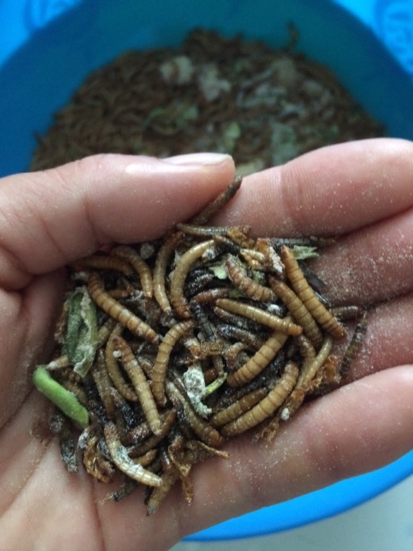 每天早上起来都要挑出来一把腐烂发黑的死虫.