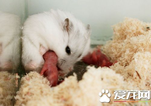 三线仓鼠怀孕 三线仓鼠怀孕症状有哪些