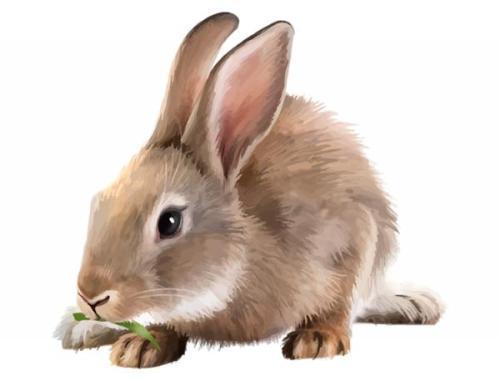 兔子每天吃多少草