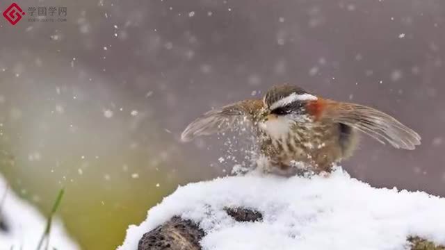 [图]二十四节气-大雪