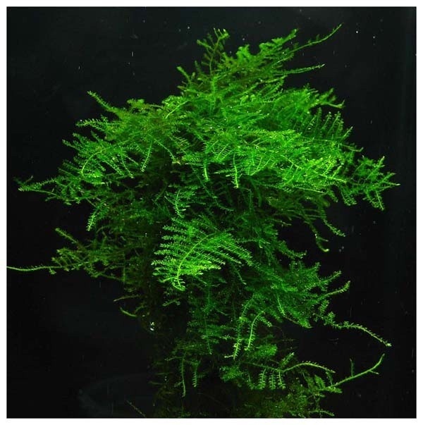 种子植物有相当长的进化史,其化石可以追溯到四亿四千万年前的志留纪