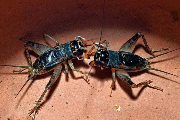 蟋蟀吃什么东西!还有养蟋蟀的习性