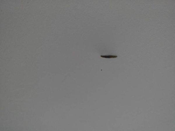 寝室最近出现一种虫,老爱爬天花板或墙壁,像蛆