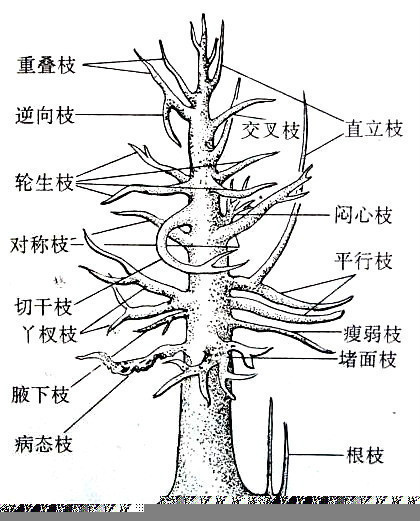 定位剪:即指桂花造型第一次修剪,确定保留不同位置的枝条,剪去多余的