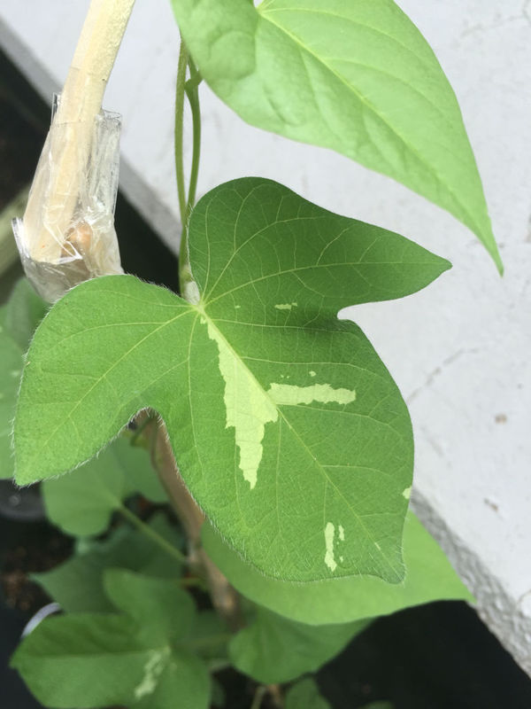 请问牵牛花的叶子出现了这种病态是缺少什么呢?