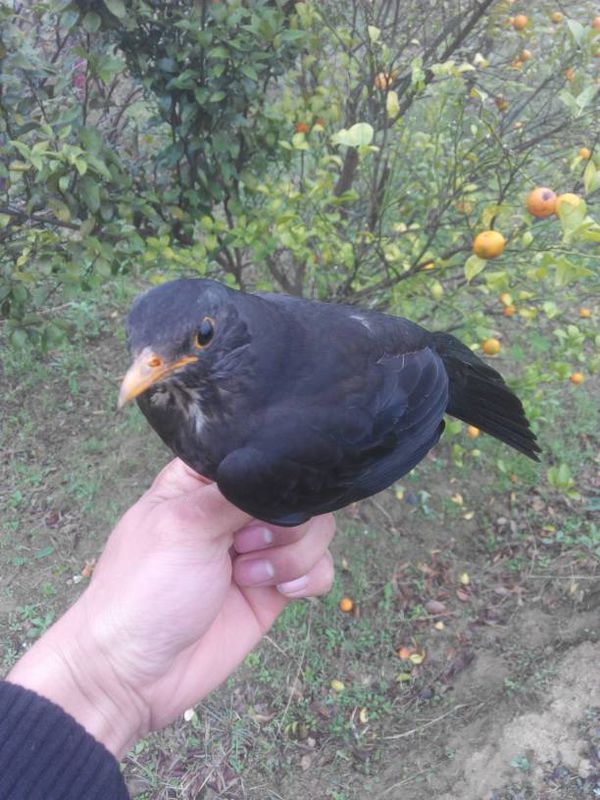 请问这种是什么鸟?吃什么的?能养得活吗?