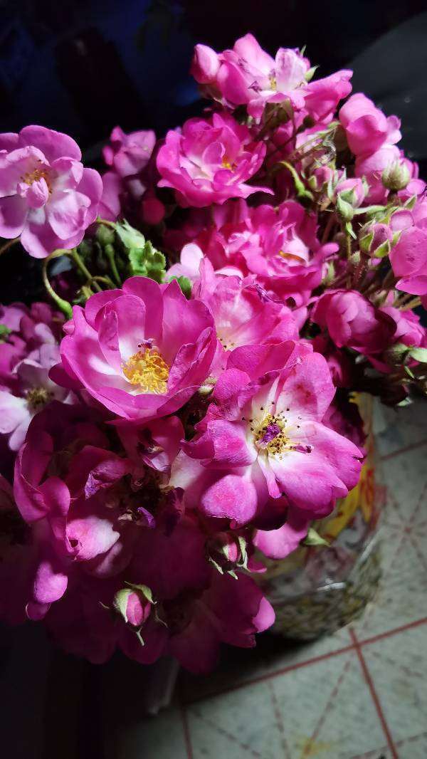 七姐妹月季花 安吉拉,什么区别七姐妹和安吉拉?