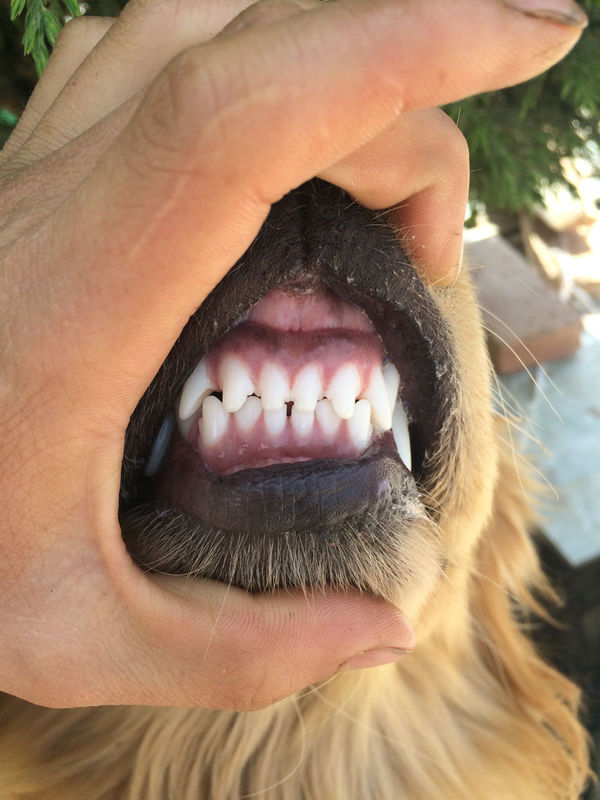 金毛三个月牙齿图片图片