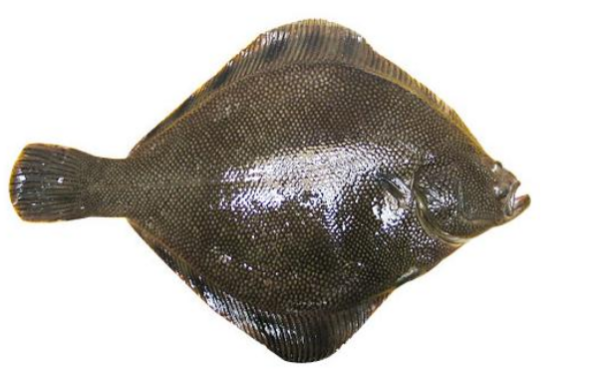 如何辨别多宝鱼和左口鱼?_360问答