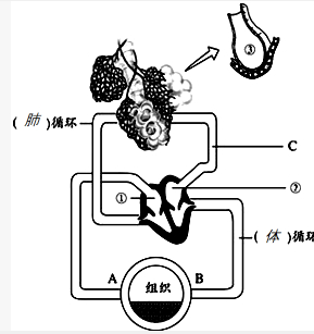 如图为肺的内部结构及血液循环示意图,请据图分析回答