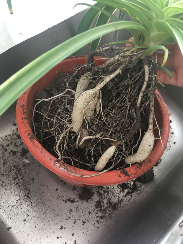 金边吊兰的根长得很粗了是怎么回事