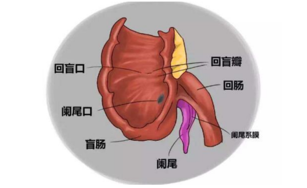 阑尾是干嘛用的?