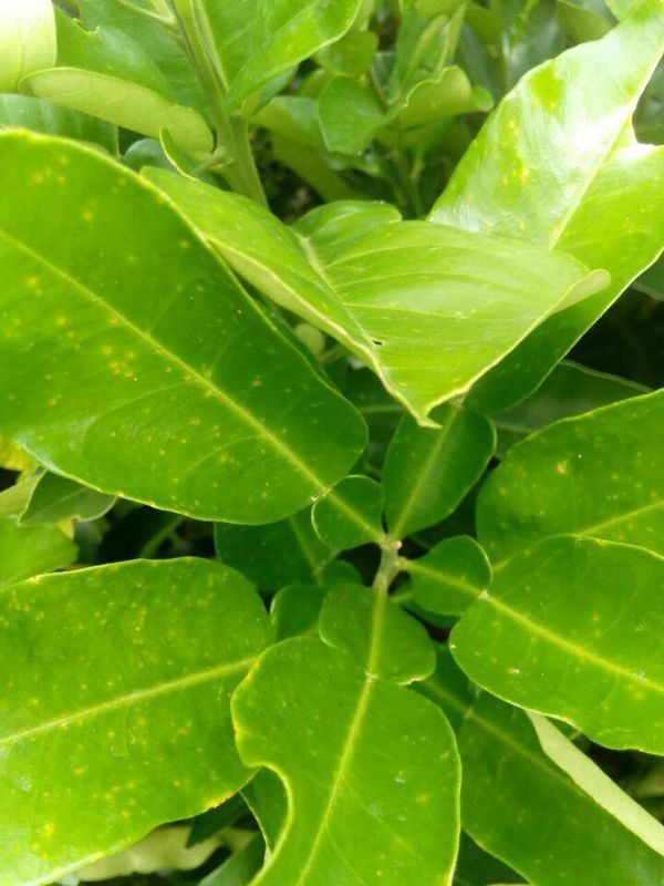 柚子苗叶片黄绿色不发芽,发现有一个月了没有