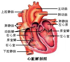 如图是人体心脏结构示意图